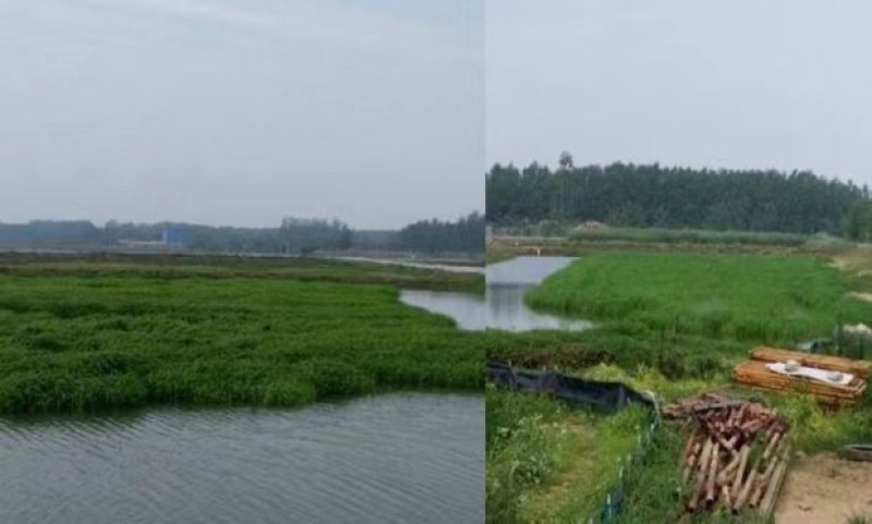 小米草水稗草种子牧草种子长稻田里池塘净化水水草养殖鱼虾蟹