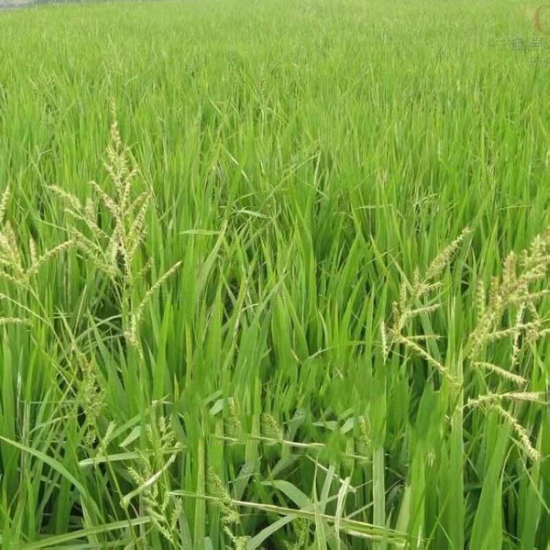 小米草水稗草种子牧草种子长稻田里池塘净化水水草养殖鱼虾蟹