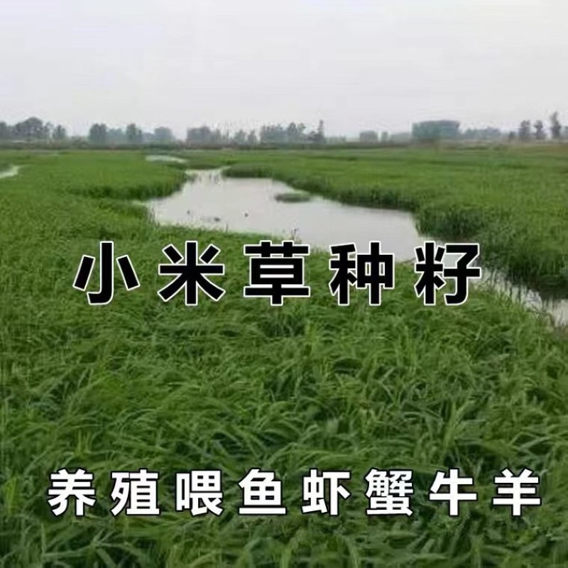 小米草水稗草种子牧草种子长稻田里池塘净化水水草养殖鱼虾蟹
