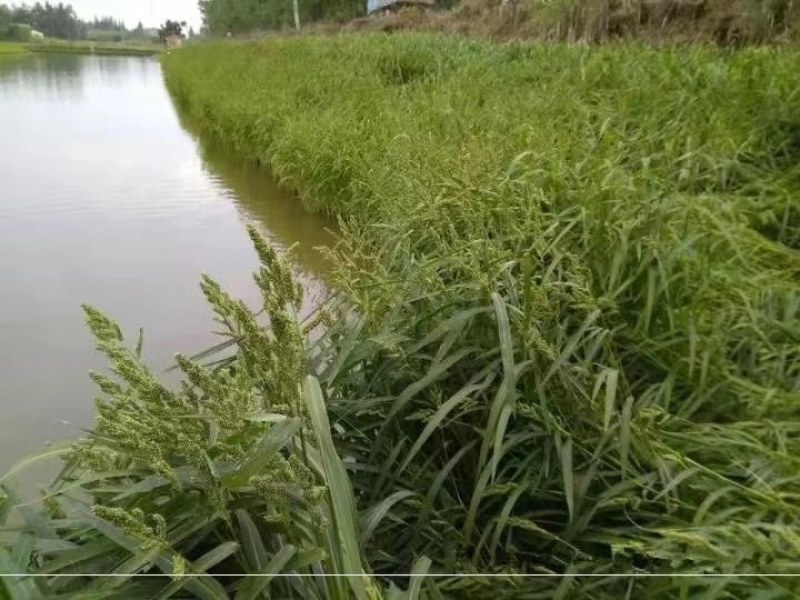 小米草水稗草种子牧草种子长稻田里池塘净化水水草养殖鱼虾蟹