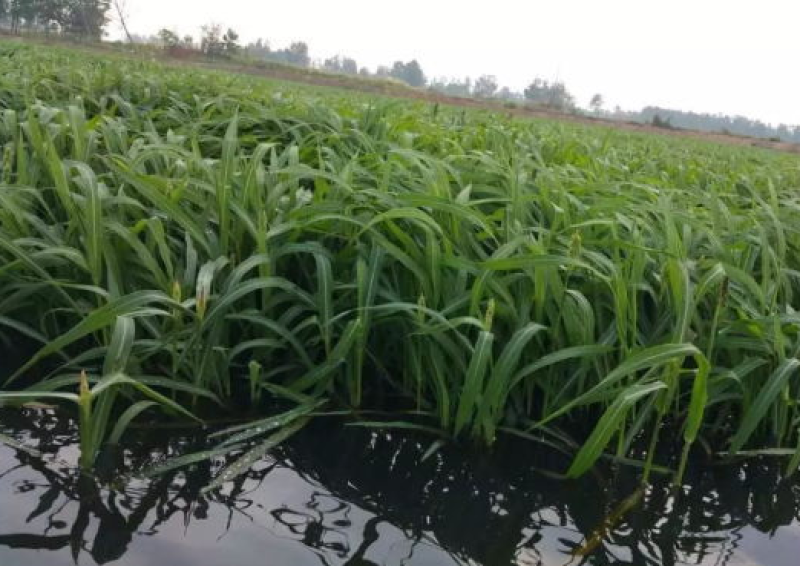 小米草水稗草种子牧草种子长稻田里池塘净化水水草养殖鱼虾蟹