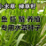 小米草水稗草种子牧草种子长稻田里池塘净化水水草养殖鱼虾蟹