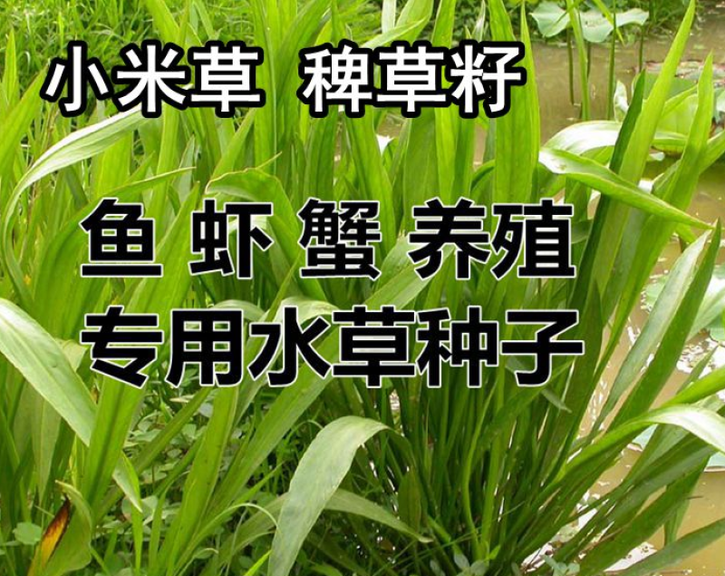 小米草水稗草种子牧草种子长稻田里池塘净化水水草养殖鱼虾蟹