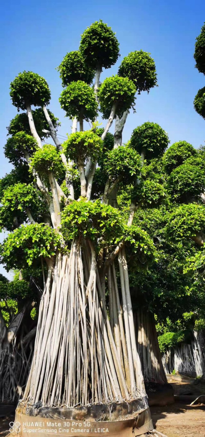 云层造型小叶榕造型小叶榕小叶榕种植基地批发