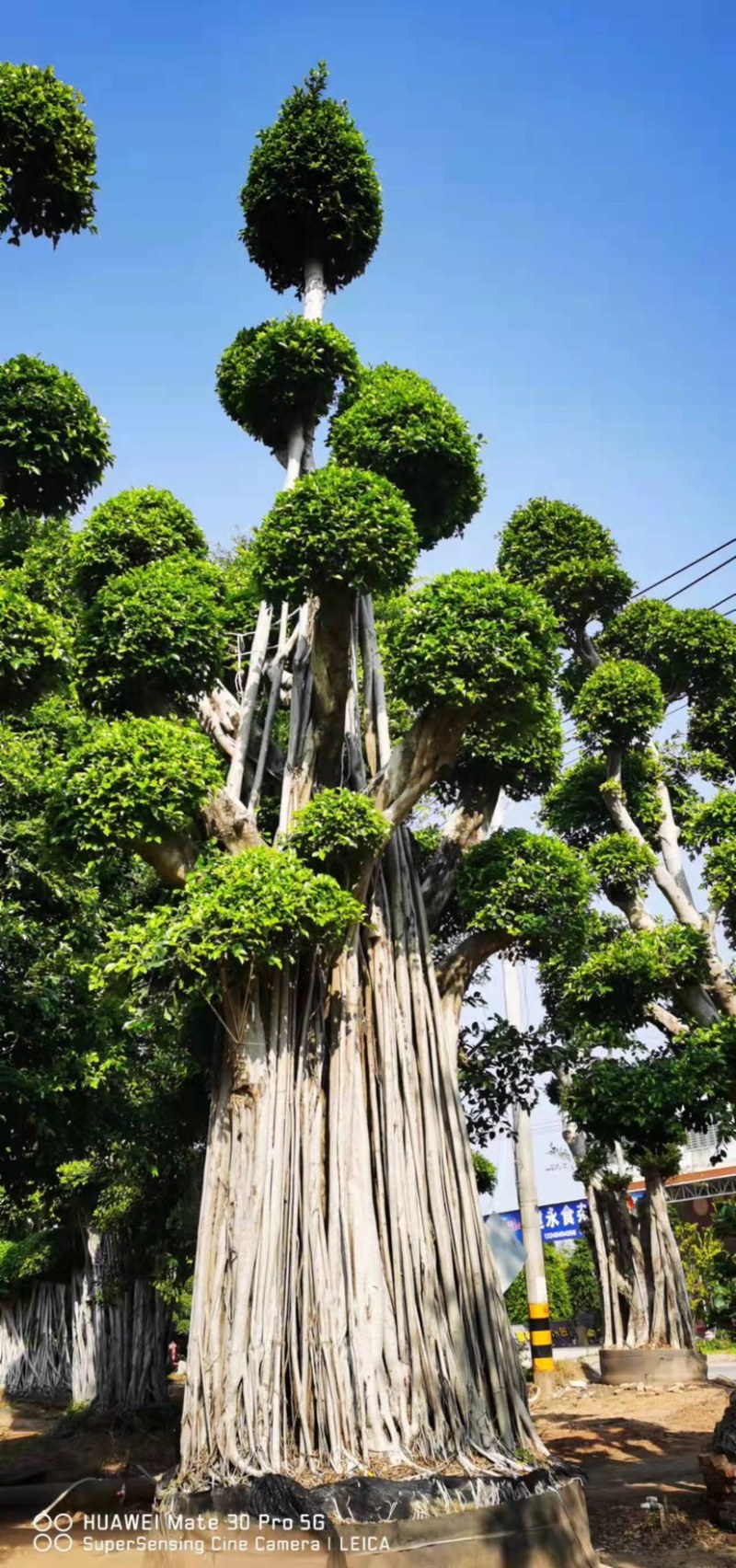 云层造型小叶榕造型小叶榕小叶榕种植基地批发