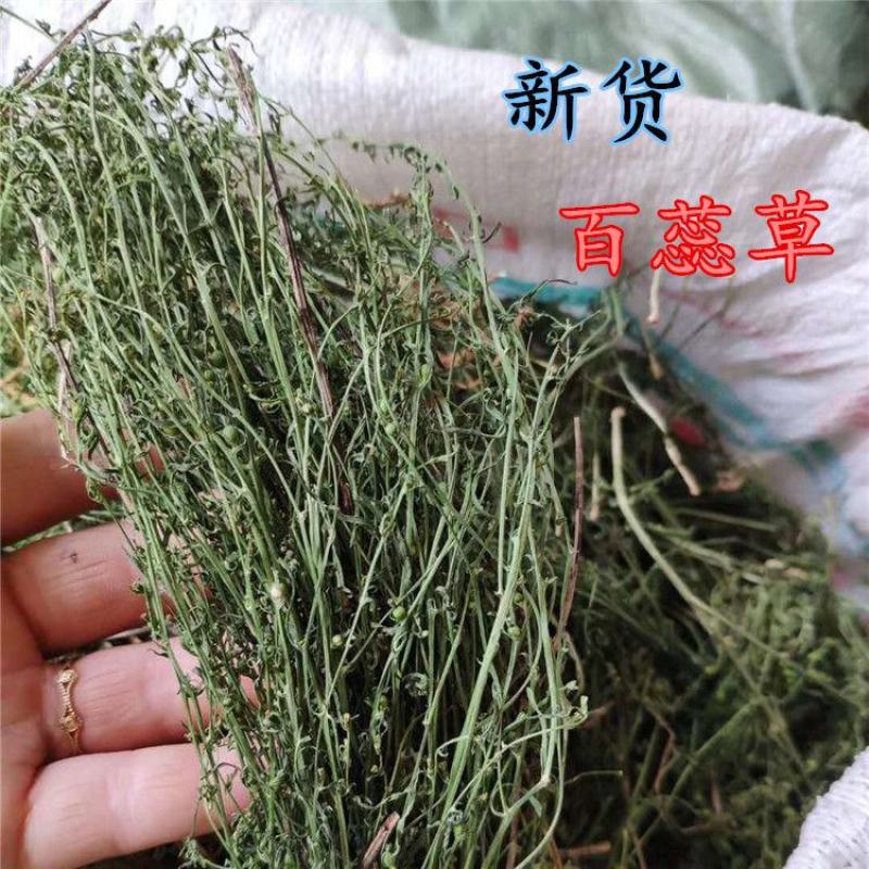 百蕊草无硫中药材百蕊草白蕊批发零售中药材中药专营