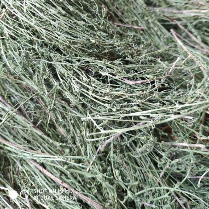 百蕊草无硫中药材百蕊草白蕊批发零售中药材中药专营