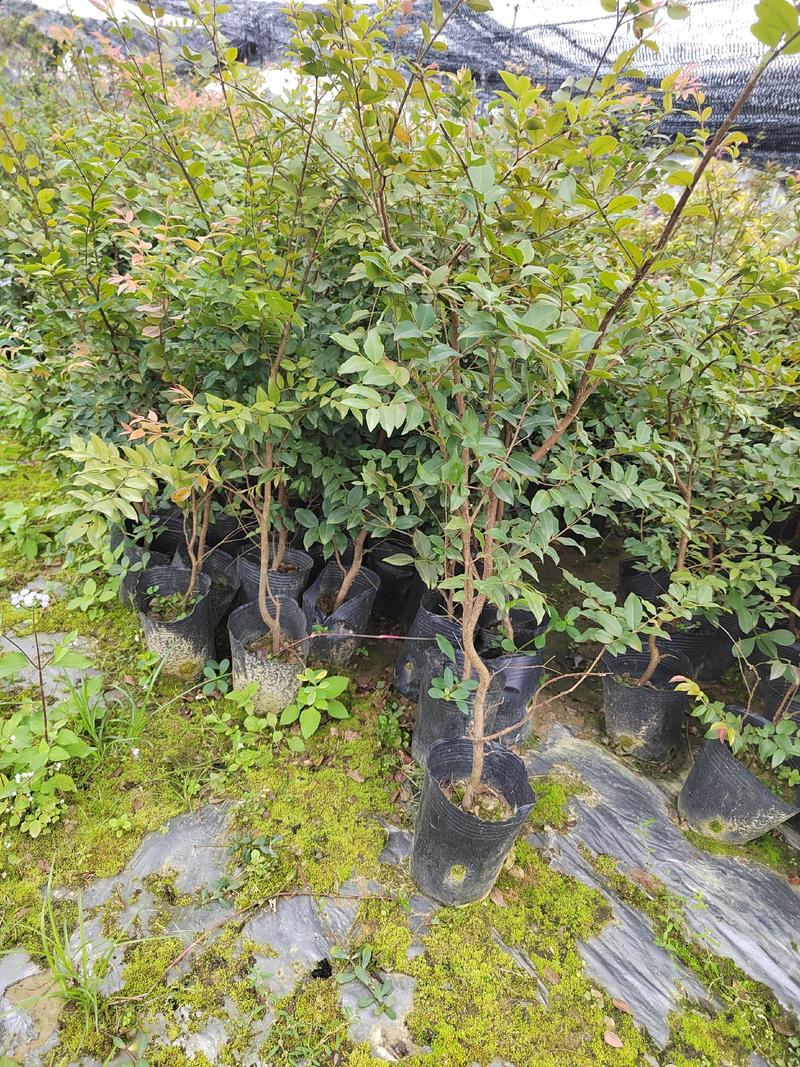 台湾嘉宝果苗，50到80高，头径08到1.2厘米，有保证