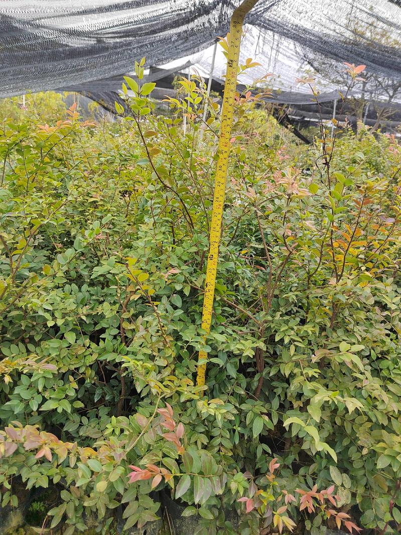 台湾嘉宝果苗，50到80高，头径08到1.2厘米，有保证