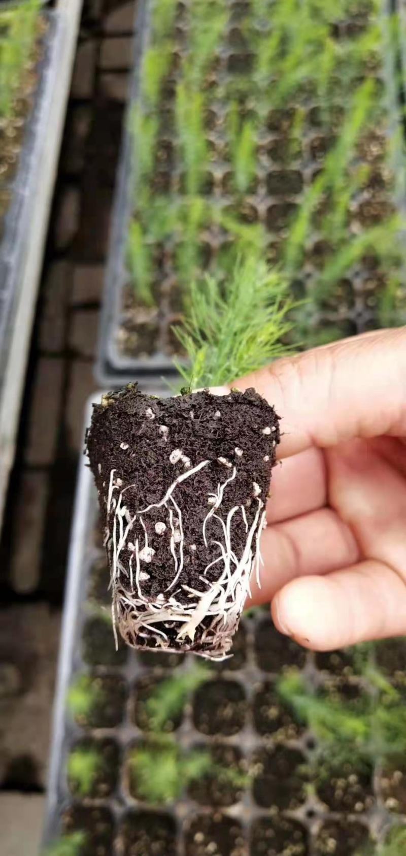 康爱草6号F1芦笋苗火爆大卖中，现挖现发，成活率高