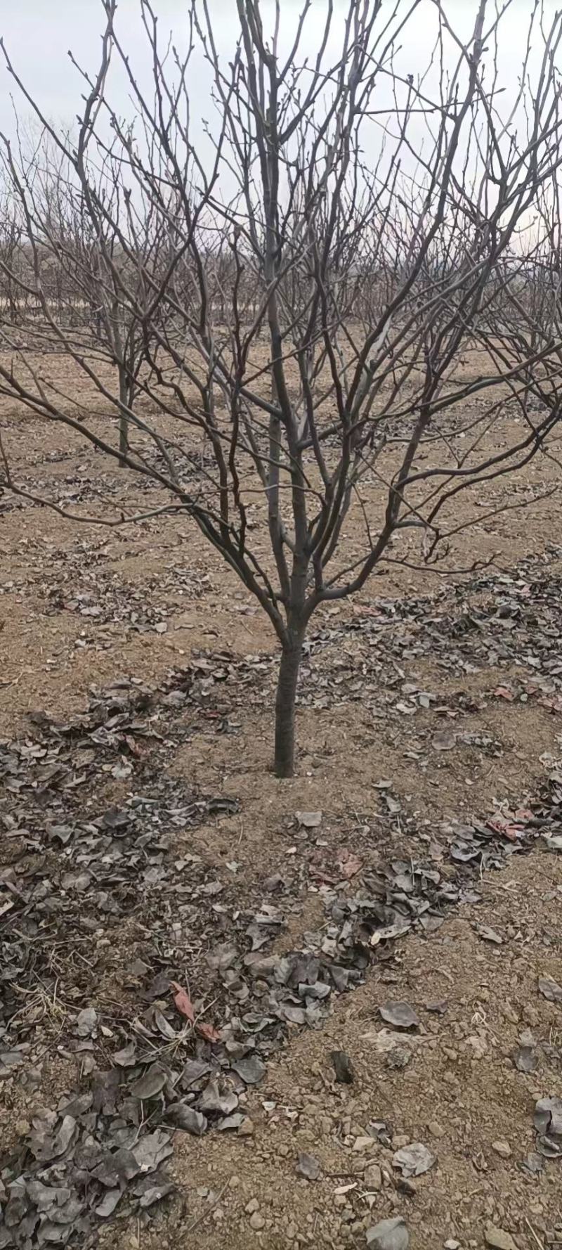 梨树