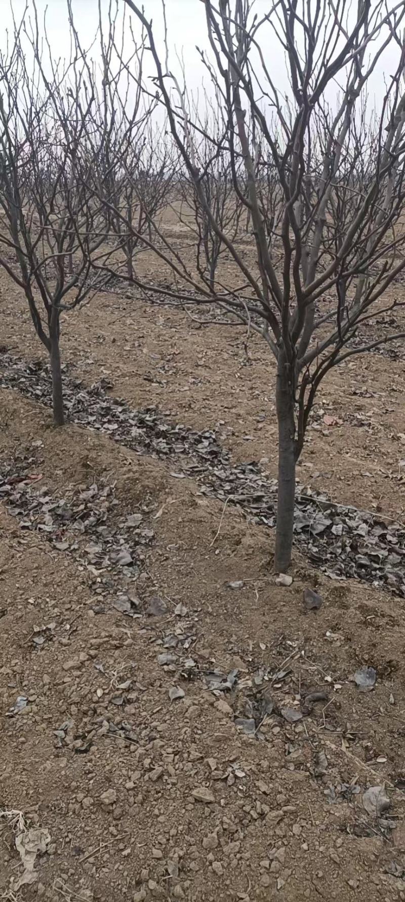 梨树