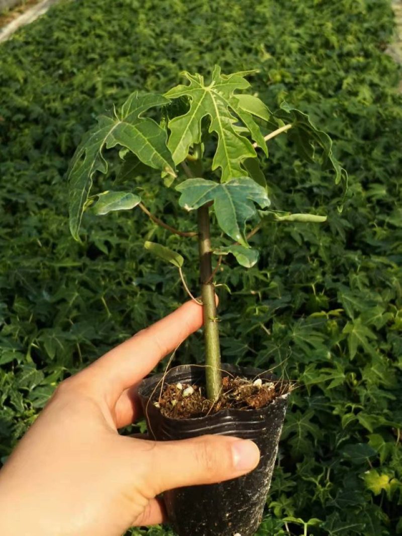 大青木瓜苗当年结果