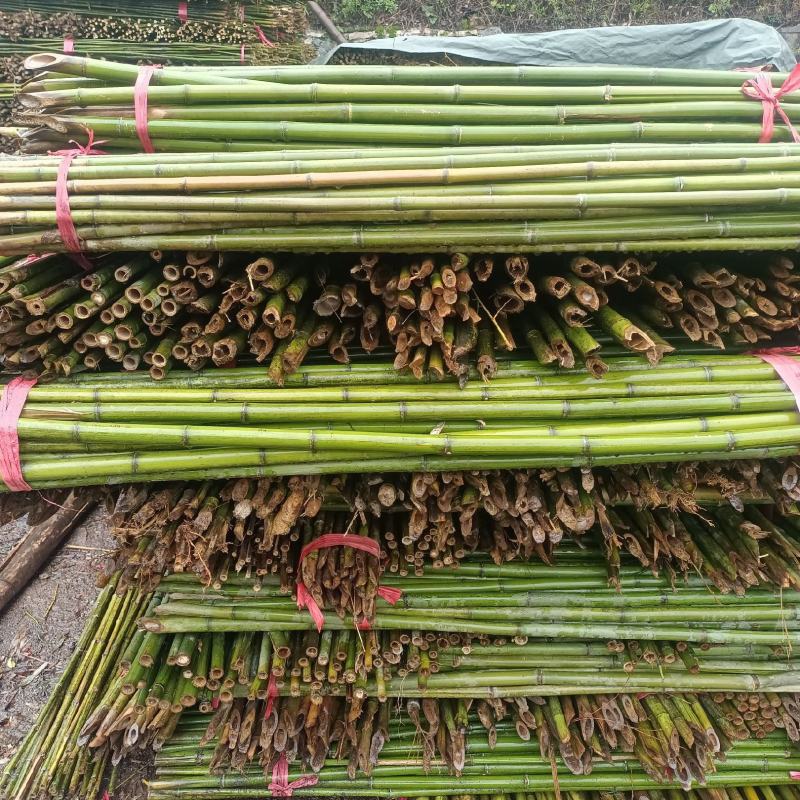 菜架竹竿子，火龙果架子，辣椒架，黄瓜，西红柿，豆角竹竿，