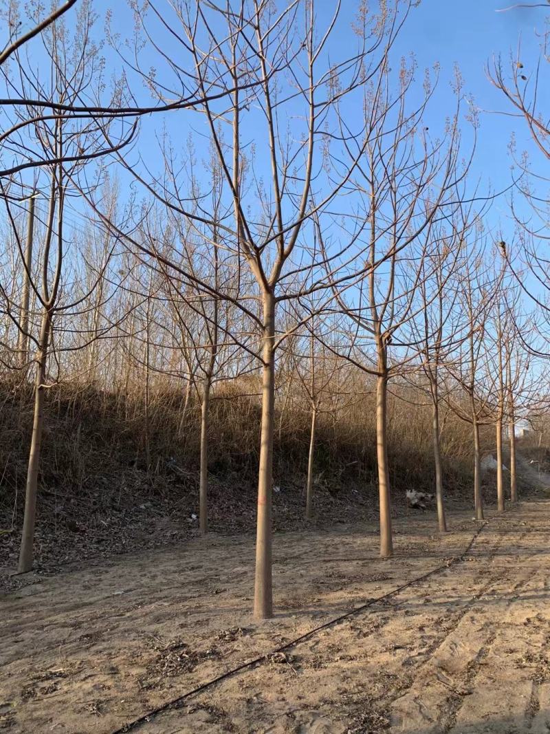 河北紫花泡桐基地8-9-10-12-15公分量大，价格优