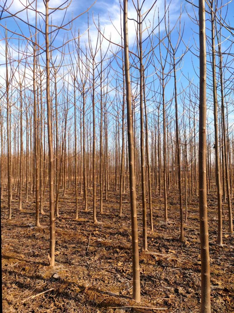 河北紫花泡桐基地8-9-10-12-15公分量大，价格优