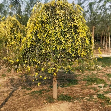金叶垂榆基地5-6-8-10-15公分金叶垂榆量大