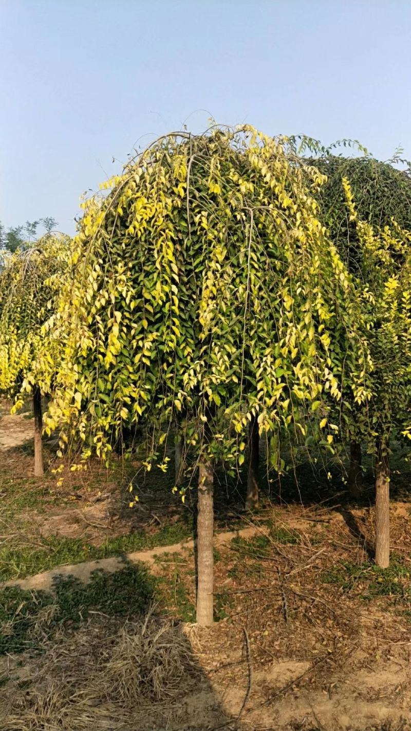 金叶垂榆基地5-6-8-10-15公分金叶垂榆量大