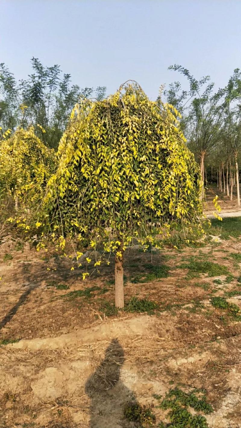 金叶垂榆基地5-6-8-10-15公分金叶垂榆量大