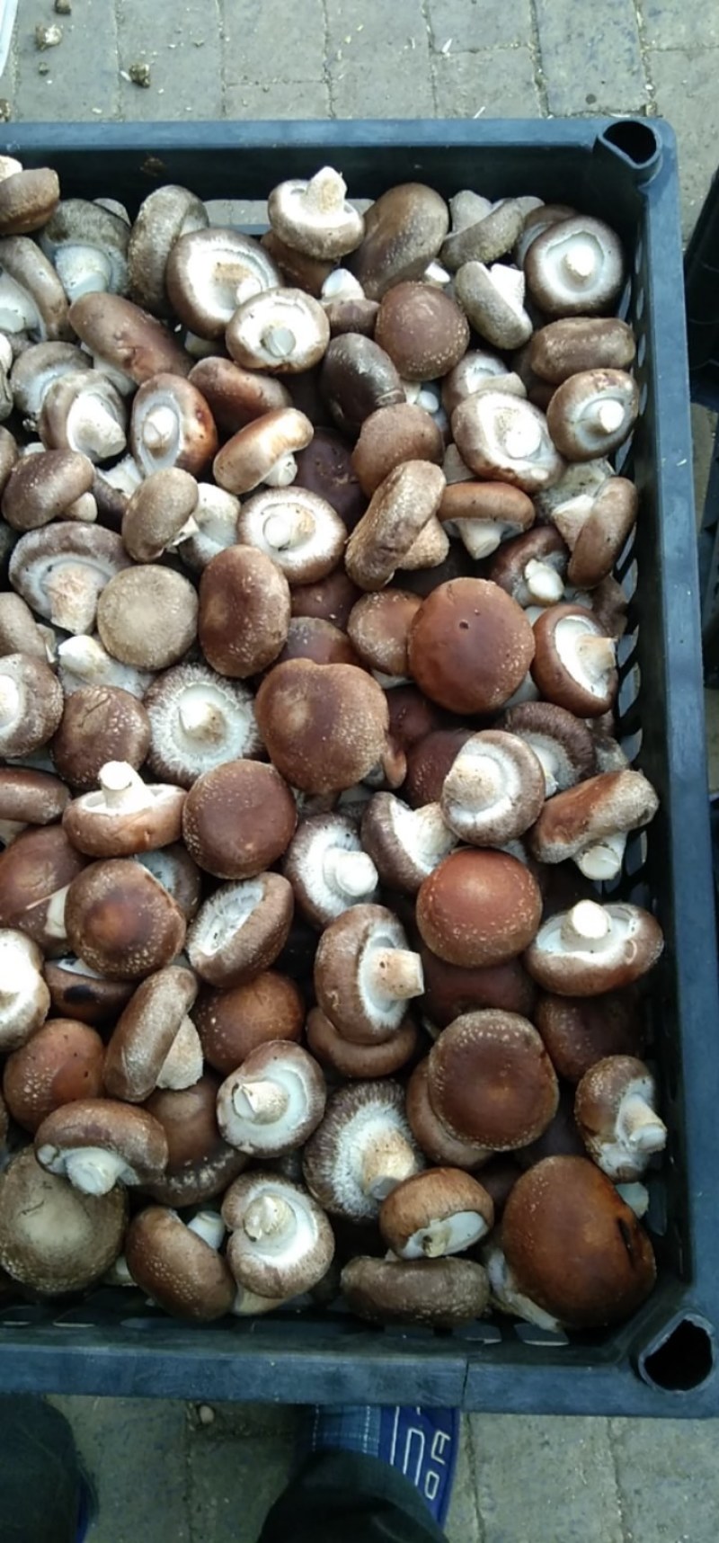 808香菇，0912香菇，各种规格香菇各种剪根香菇，超市