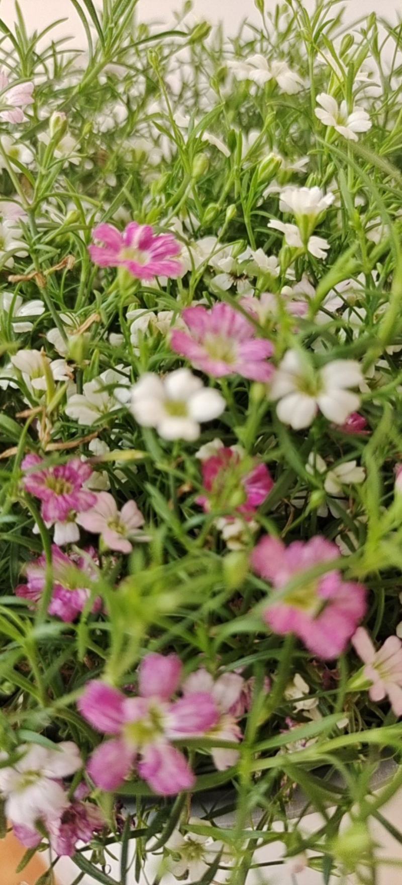 婚纱满天星货源充足基地大量供应欢迎选购