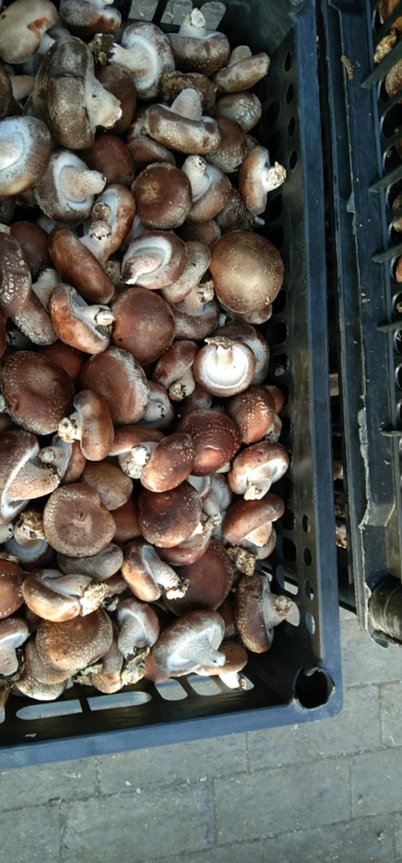 河北鲜香菇808香菇食品加企业可按工厂要求订单加工