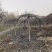 8-10-12公分大叶垂榆量大河北大叶垂榆基地,绿曦苗圃