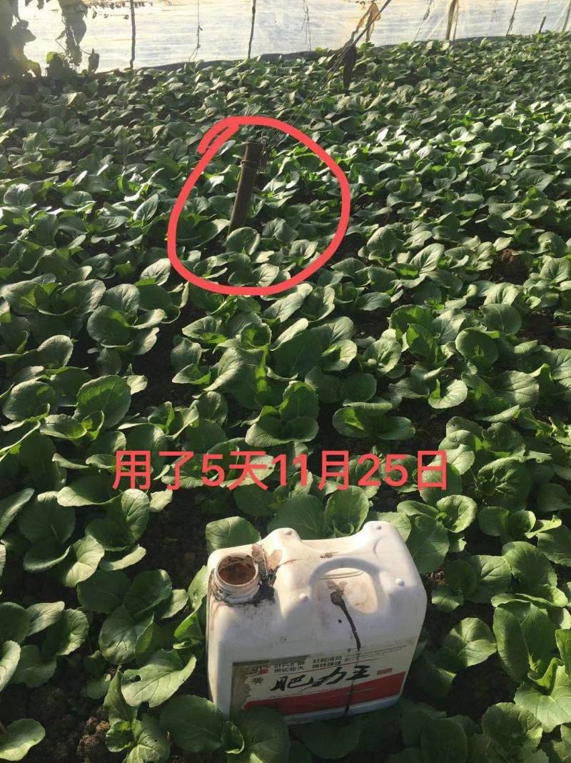 彩讯肥力王绿色环保无激素瓜果蔬菜植物通用叶面肥