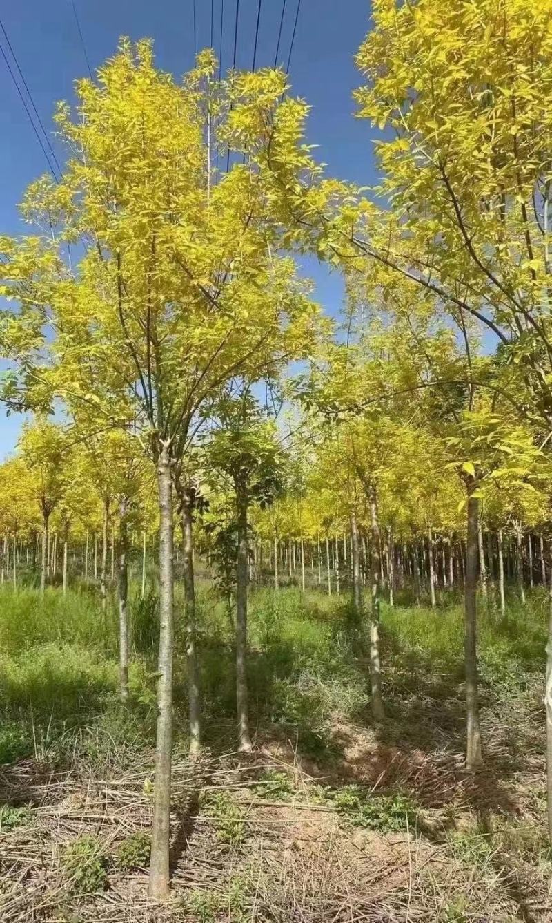 8-10-12公分金叶白蜡报价河北金叶白蜡基地。绿曦苗圃