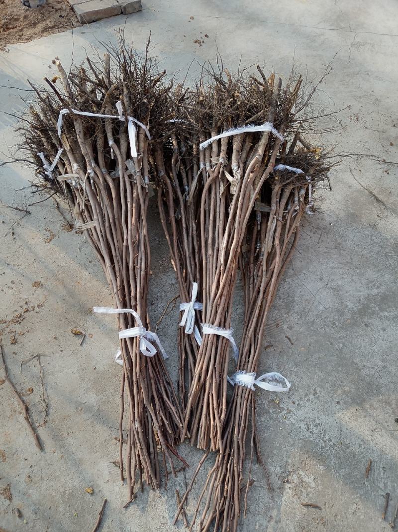 柿子成品苗，阳丰甜柿子苗，火葫芦柿子苗！