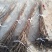 柿子成品苗，阳丰甜柿子苗，火葫芦柿子苗！