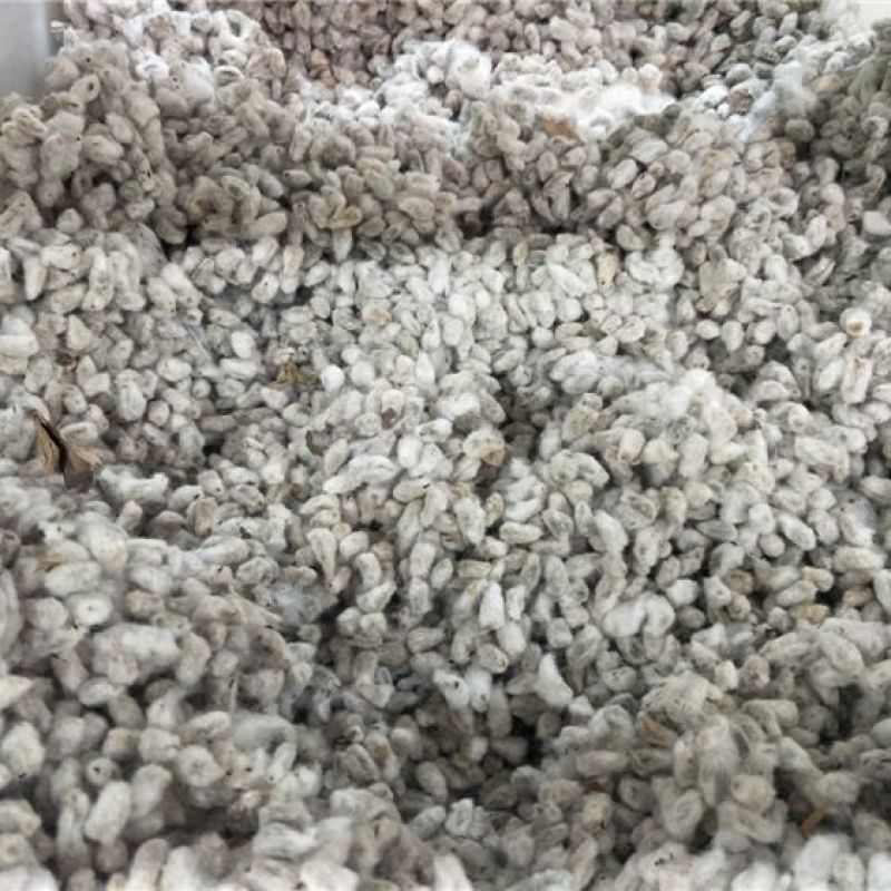 棉花籽批发零售中药材品质保证