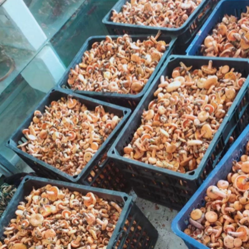 松树菌，松乳菇，枞树菌，野生菌，本土特产，欢迎大家围观