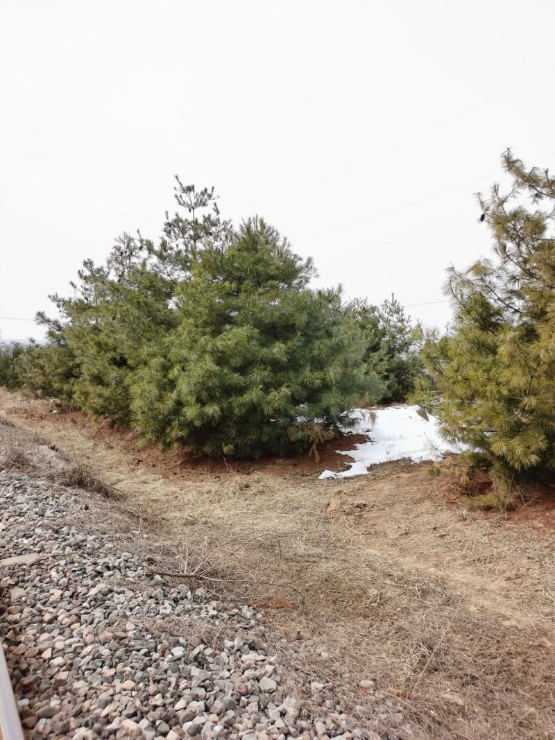 华山松一米华山松二米华山松三米华山松四米华山松五米精品华