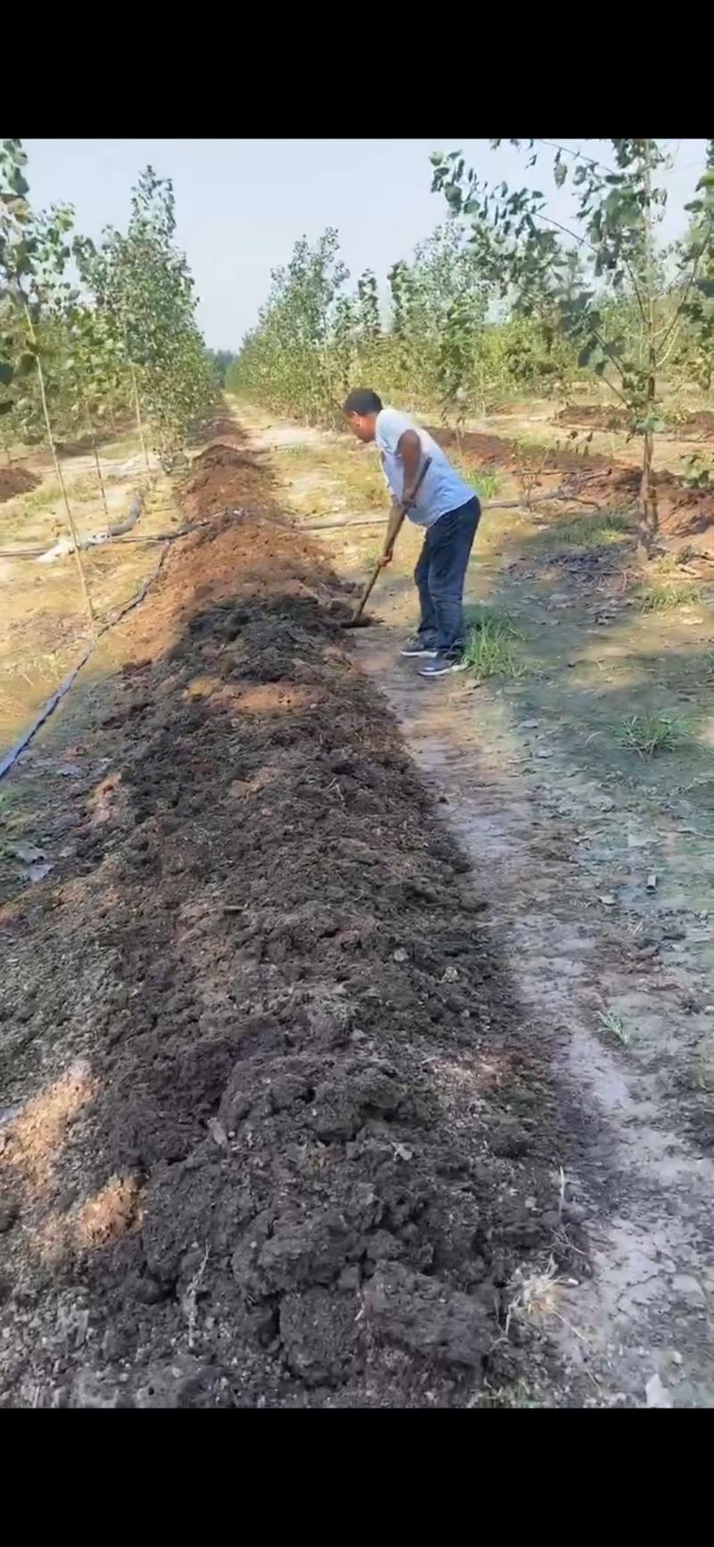 有机肥袋装蚯蚓粪山东场地养殖场地直接发营养土