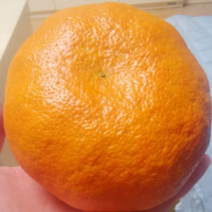 四川产地高端新品明日见柑橘
