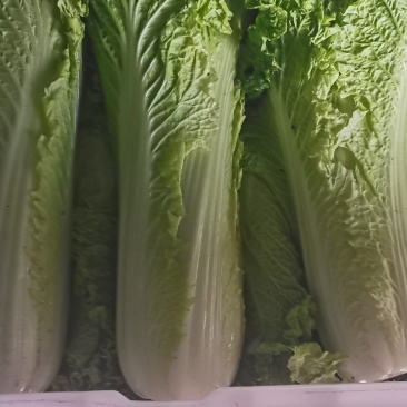 绍菜