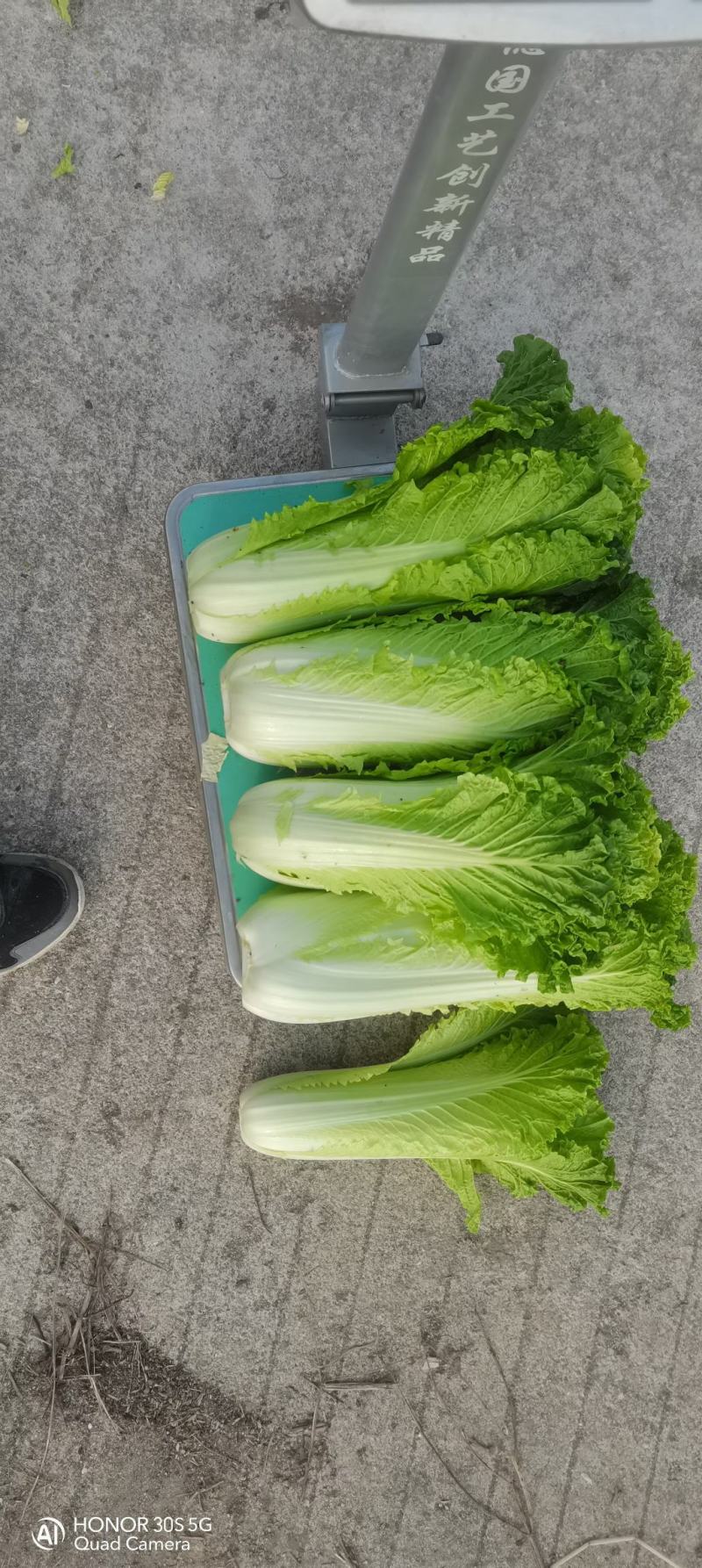 绍菜