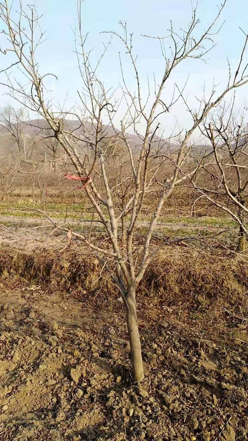 基地出售五公分六公分八公分十公分甜柿子树涩柿子树