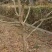 基地出售五公分六公分八公分十公分甜柿子树涩柿子树