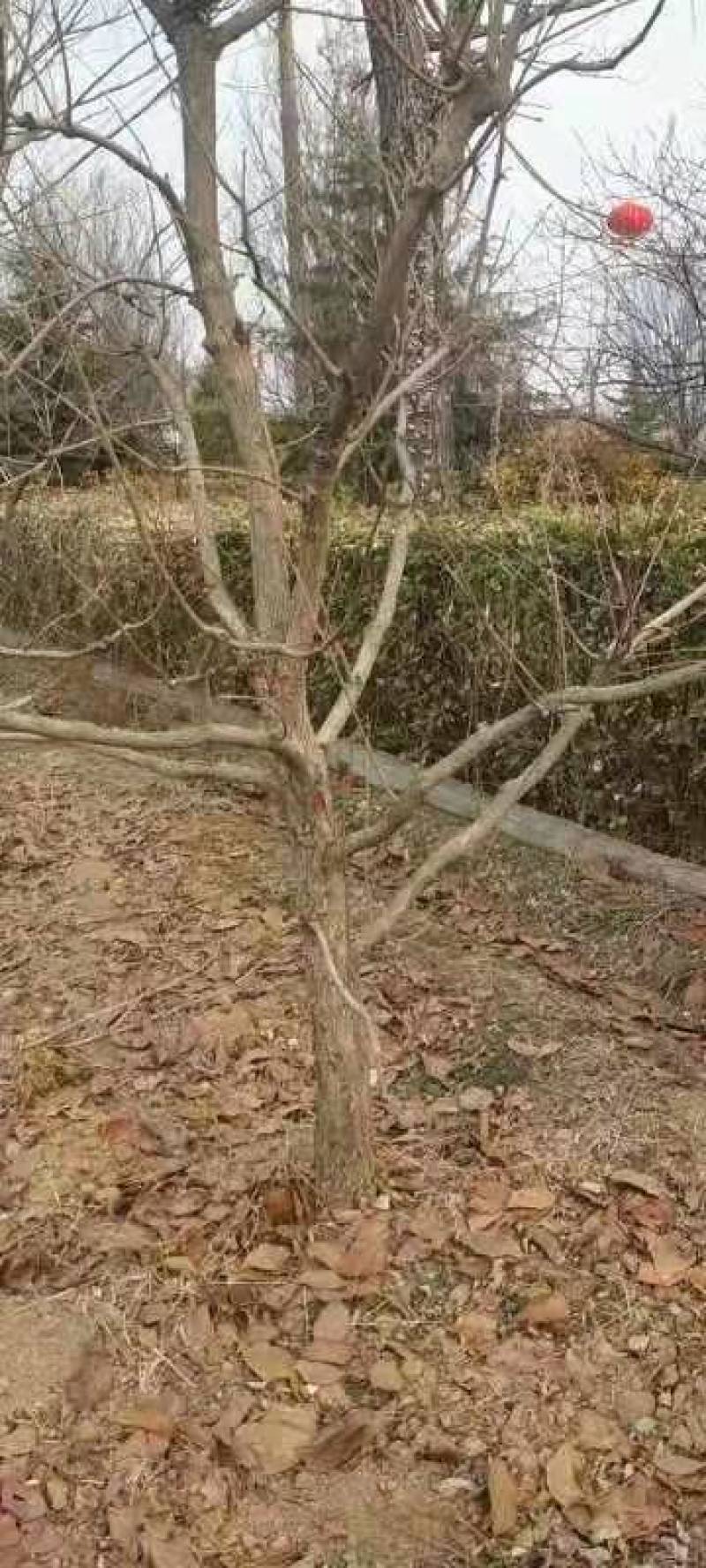 基地出售五公分六公分八公分十公分甜柿子树涩柿子树