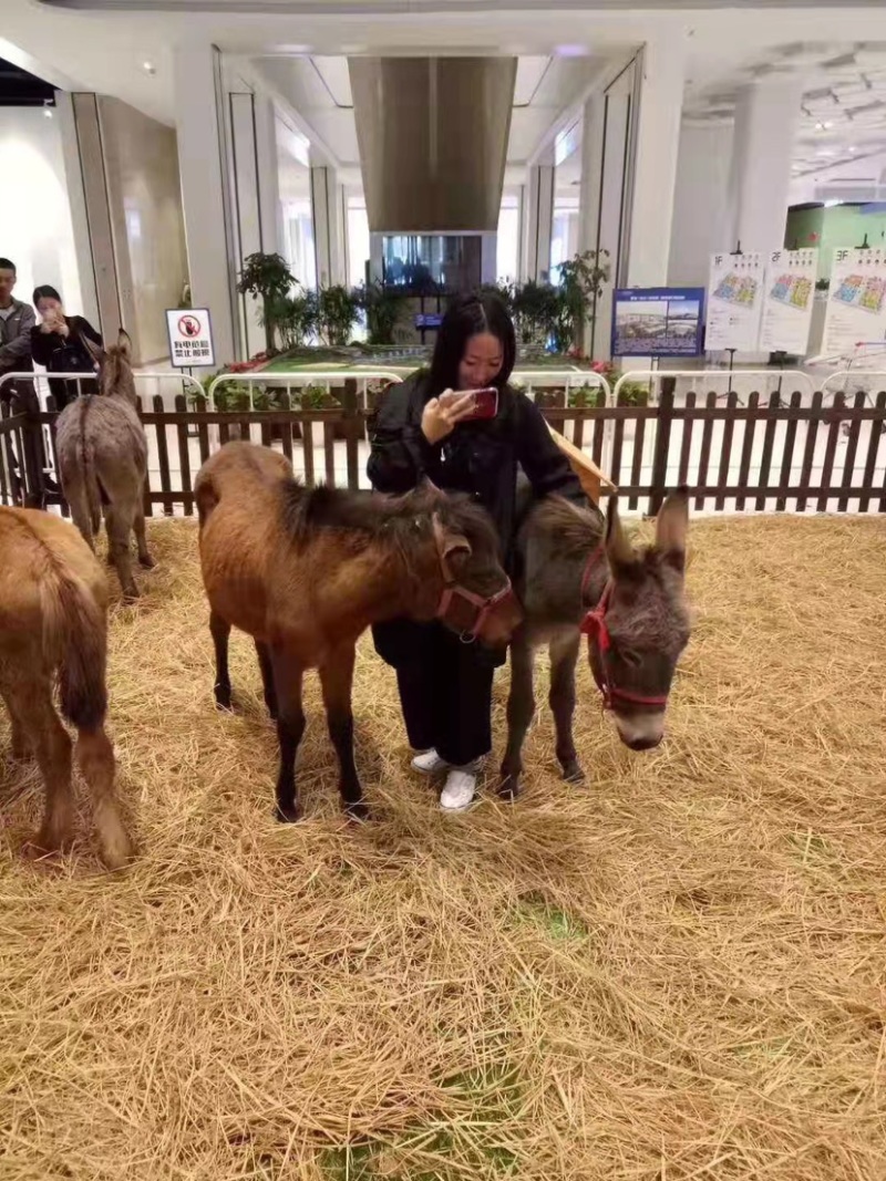 观赏设特兰矮马，荷兰小矮马适合小朋友骑乘