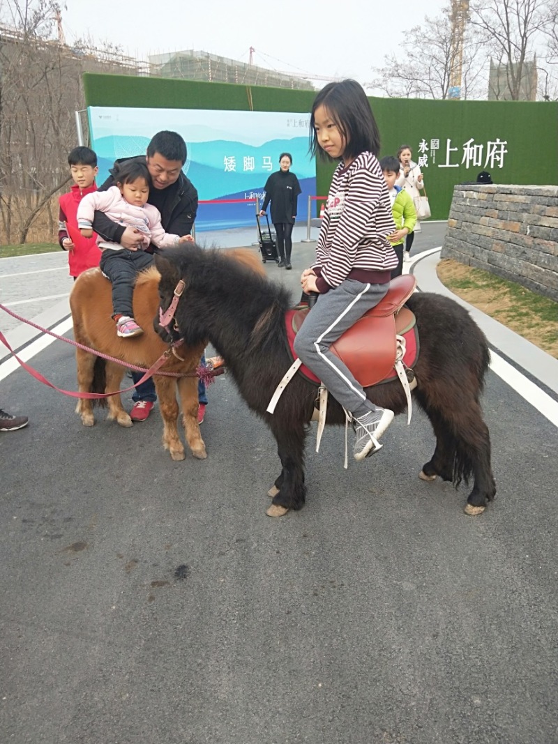 观赏设特兰矮马，荷兰小矮马适合小朋友骑乘