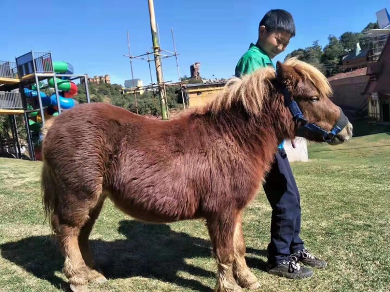 观赏设特兰矮马，荷兰小矮马适合小朋友骑乘