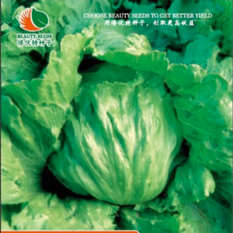 娇美进口结球生菜种子抗病性强球型美观耐抽薹