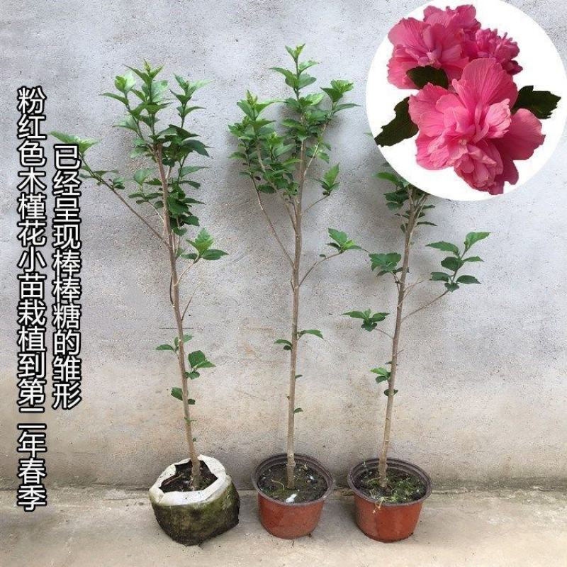 棒棒糖木槿花盆栽重瓣花卉庭院植物耐寒好养绿植阳台观花草可