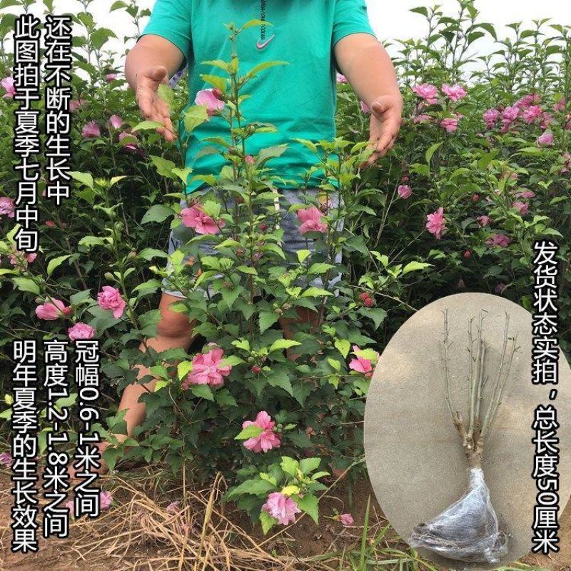 棒棒糖木槿花盆栽重瓣花卉庭院植物耐寒好养绿植阳台观花草可