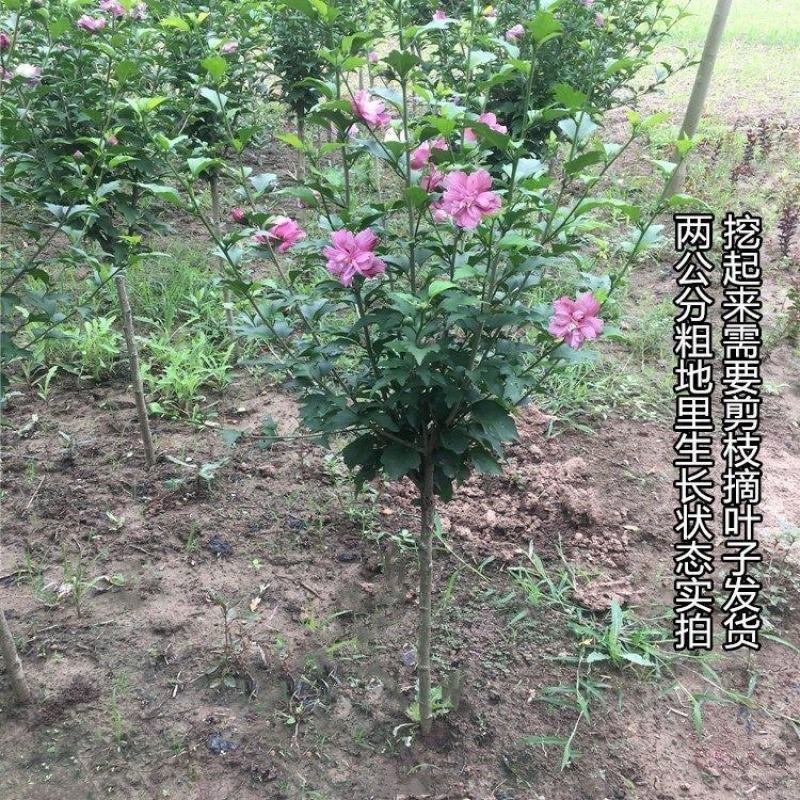 棒棒糖木槿花盆栽重瓣花卉庭院植物耐寒好养绿植阳台观花草可
