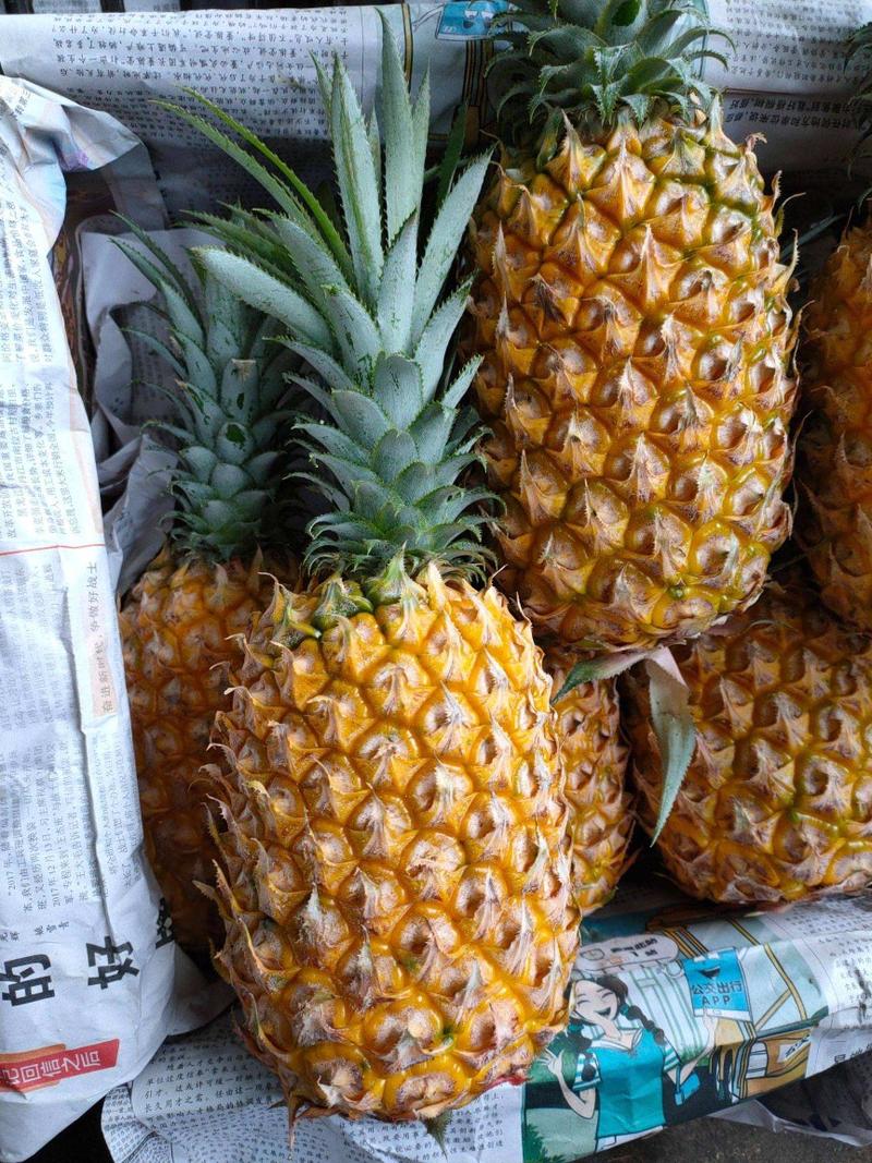 【季节热卖】广东徐闻菠萝，产地直销，品类齐全，欢迎采购！
