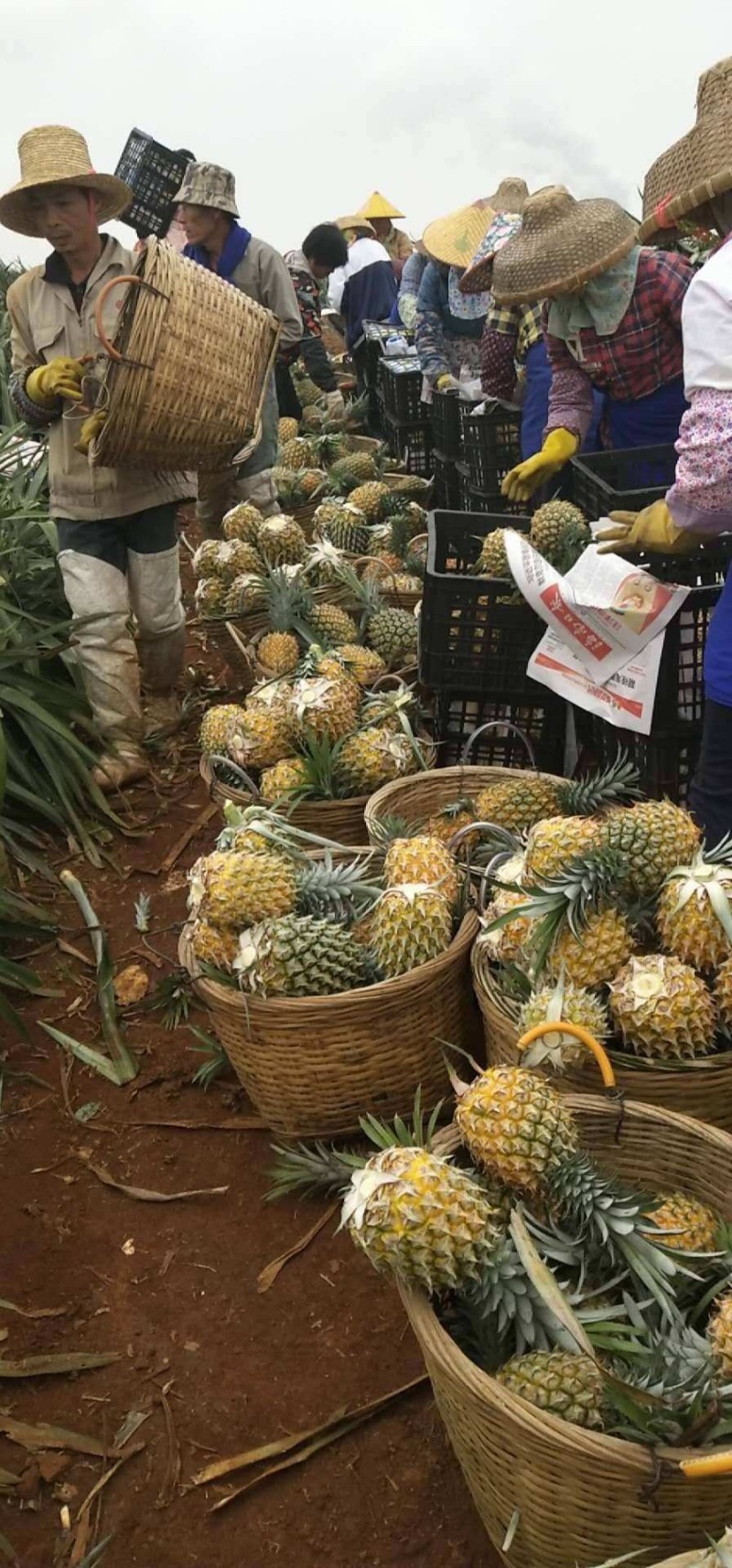 【季节热卖】广东徐闻菠萝，产地直销，品类齐全，欢迎采购！